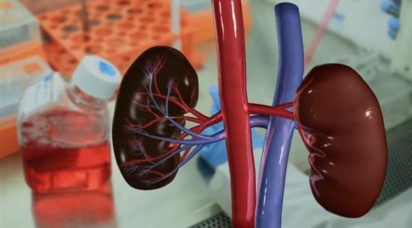 范德比尔特大学团队利用3D打印技术开发人工肾脏